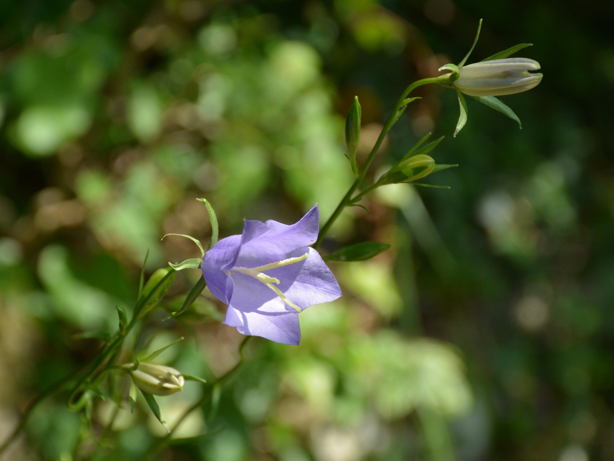 Campanula persicifolia?